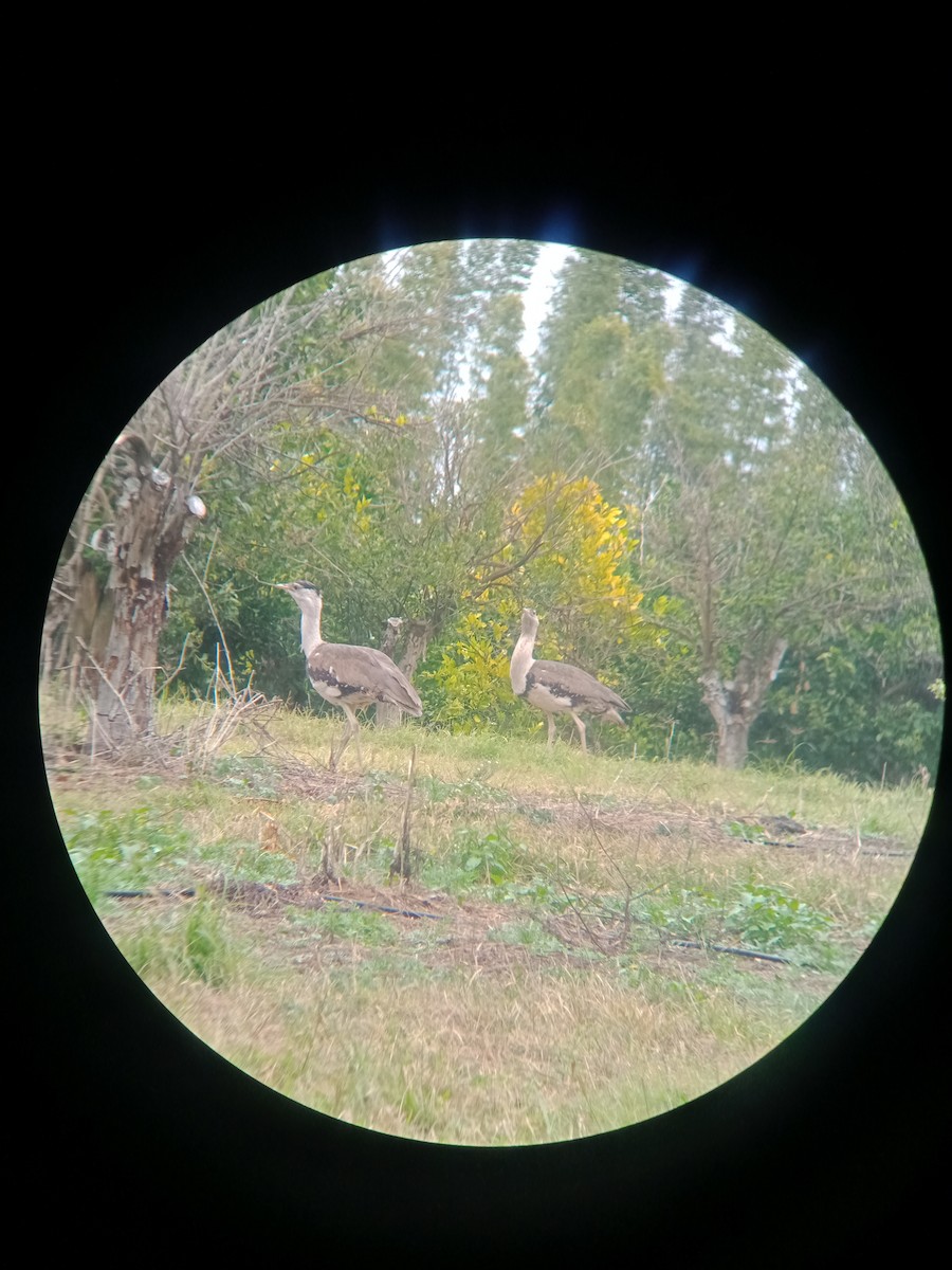 Australian Bustard - ML640072505