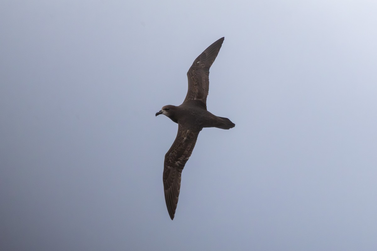 Gray-faced Petrel - ML640072766