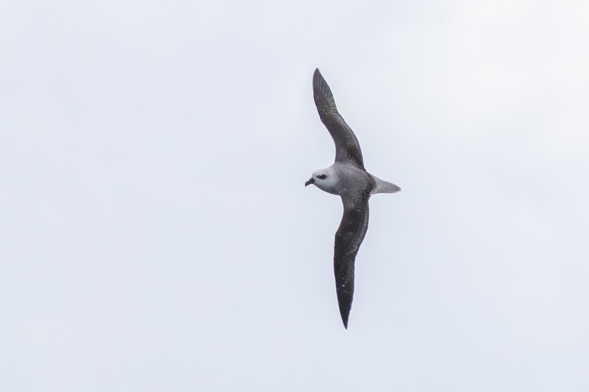 White-headed Petrel - ML640072776
