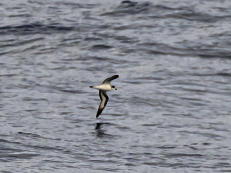 Barau's Petrel - ML640072778