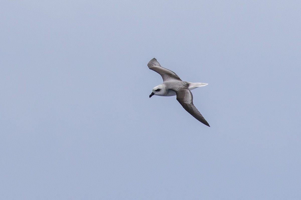 White-headed Petrel - ML640072780
