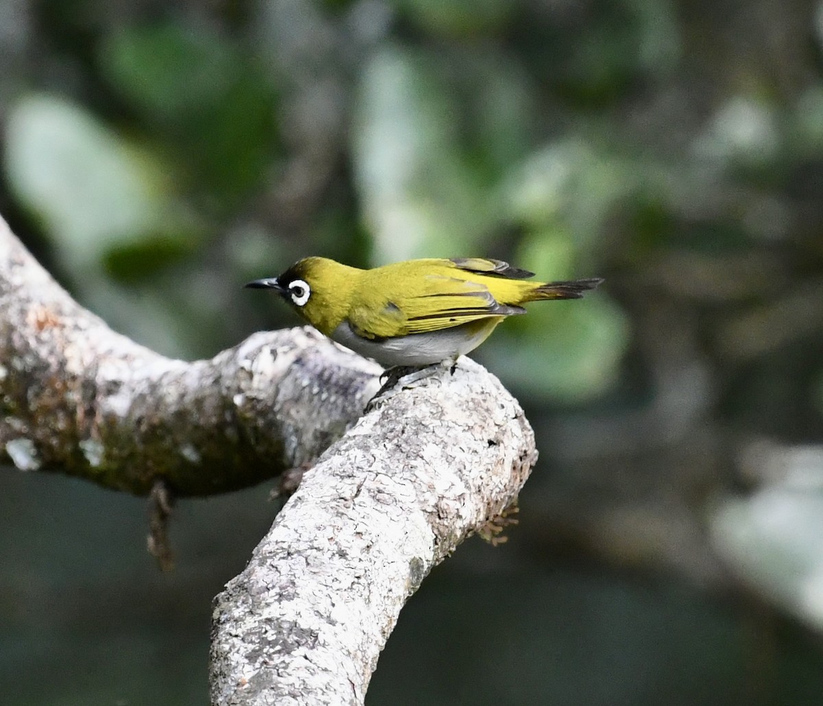 Black-capped White-eye - ML640072792