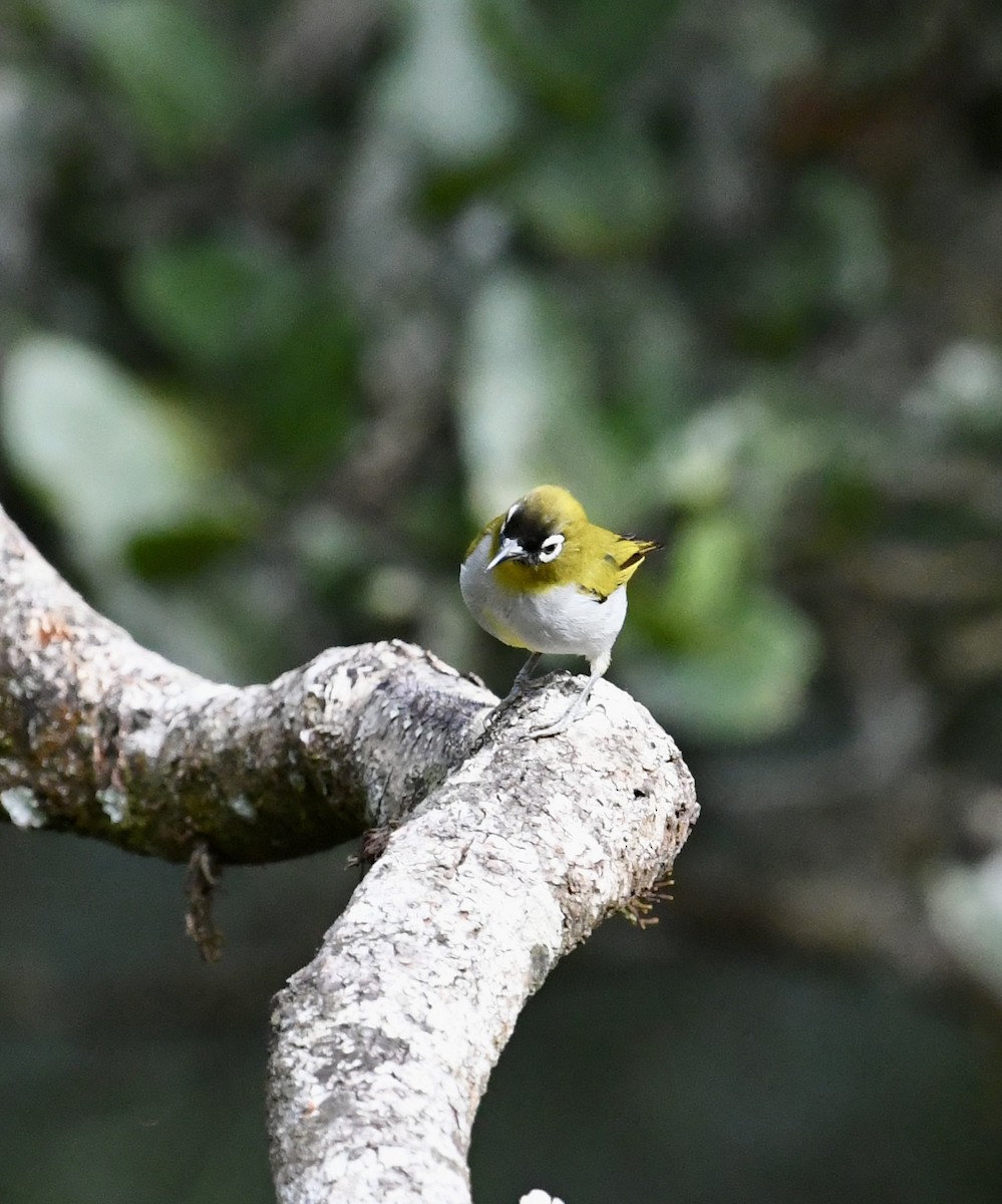 Black-capped White-eye - ML640072793