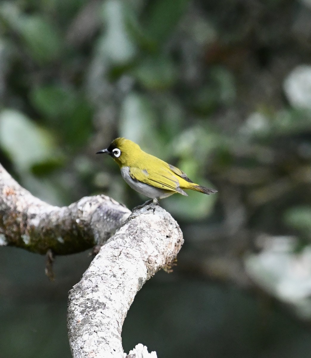 Black-capped White-eye - ML640072794