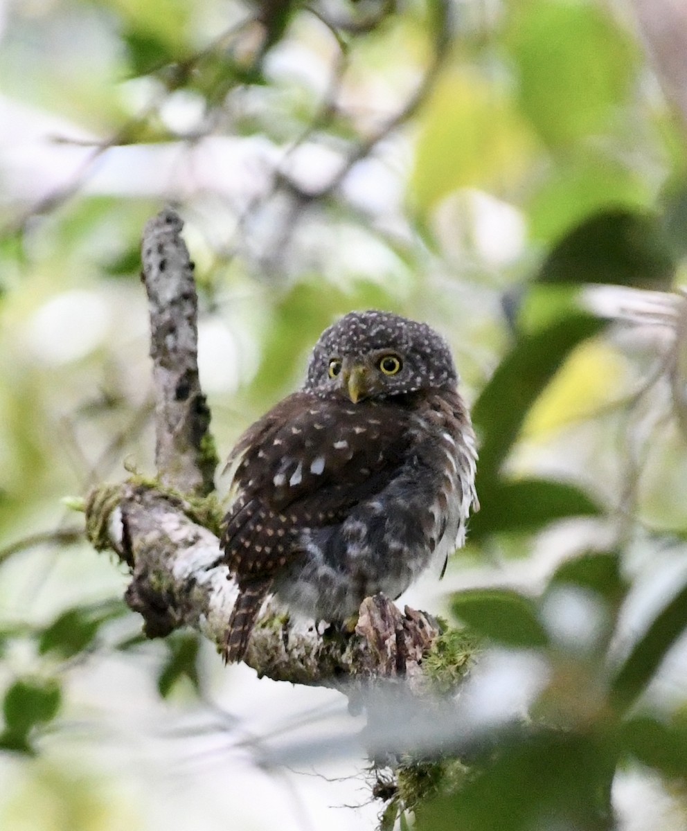 Sunda Owlet - ML640072834