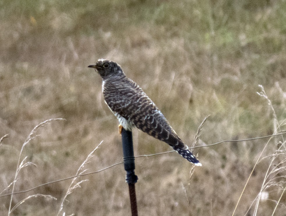 Common Cuckoo - ML640072839