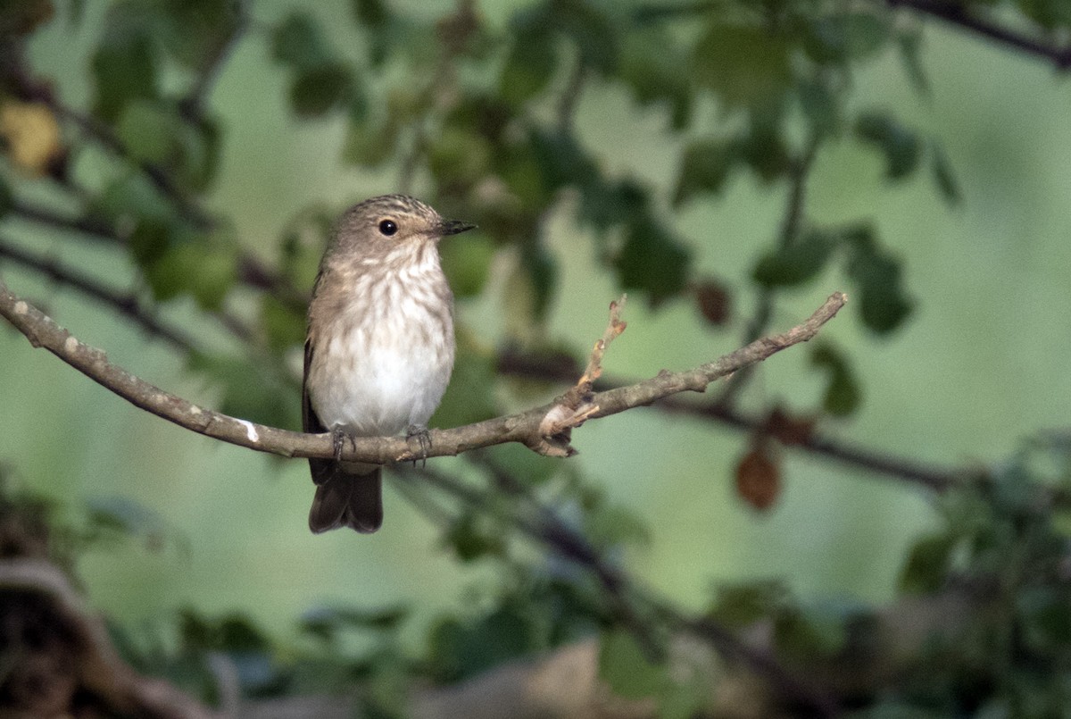 Spotted Flycatcher - ML640072842
