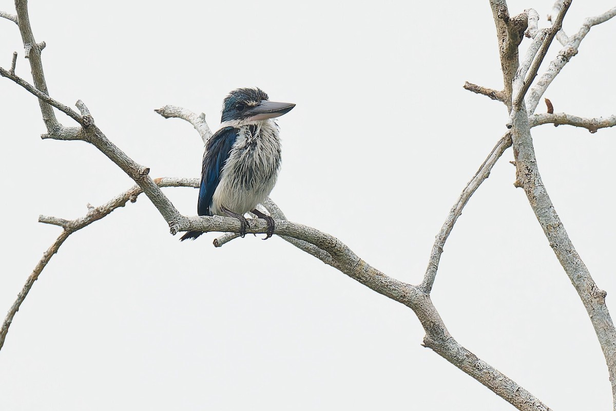Collared Kingfisher (Oriental) - ML640072888