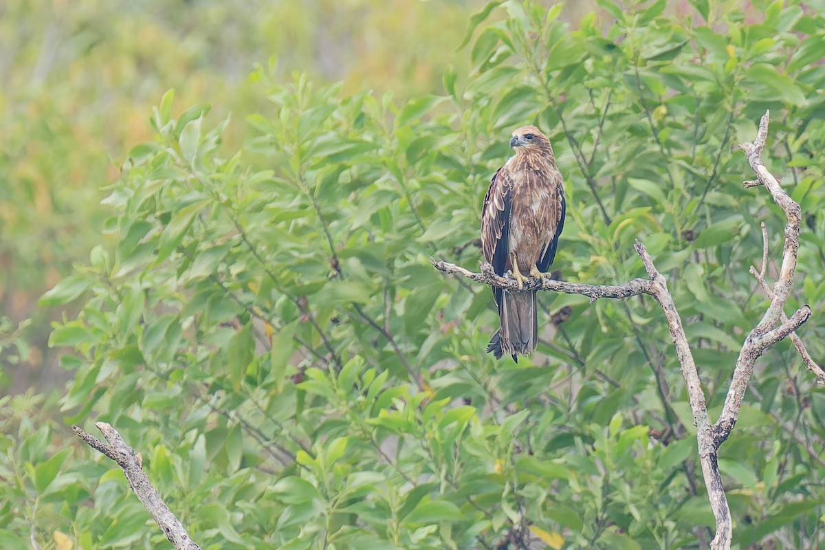 Brahminy Kite - ML640072889