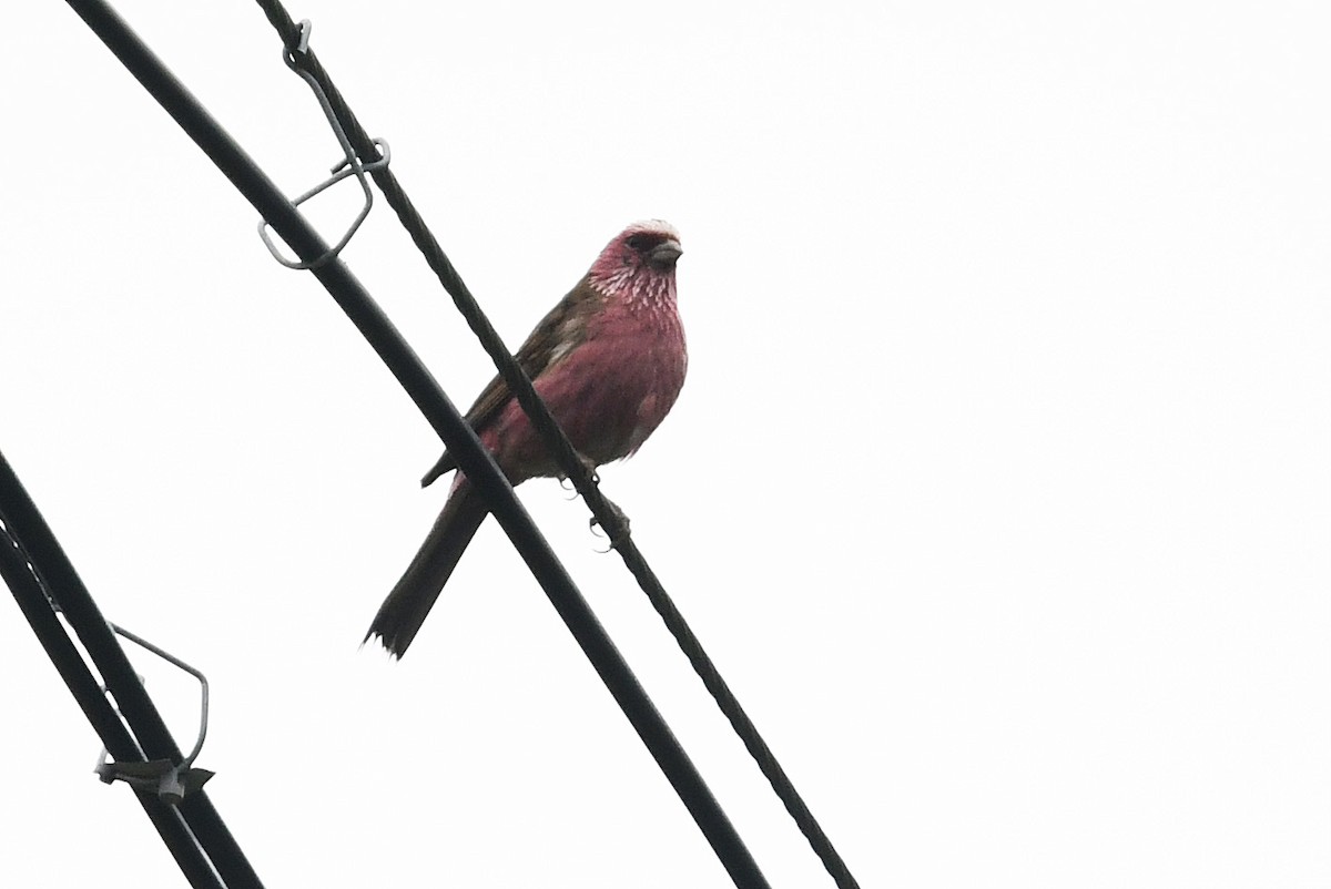 Chinese White-browed Rosefinch - ML640072898