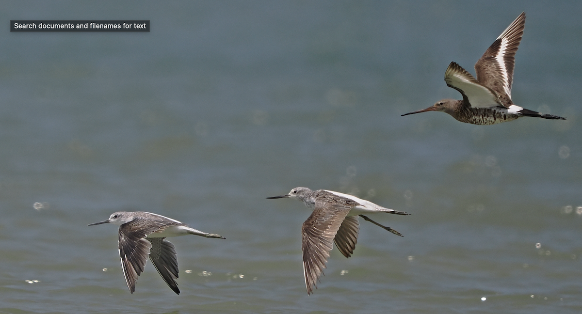 Black-tailed Godwit - ML640072944