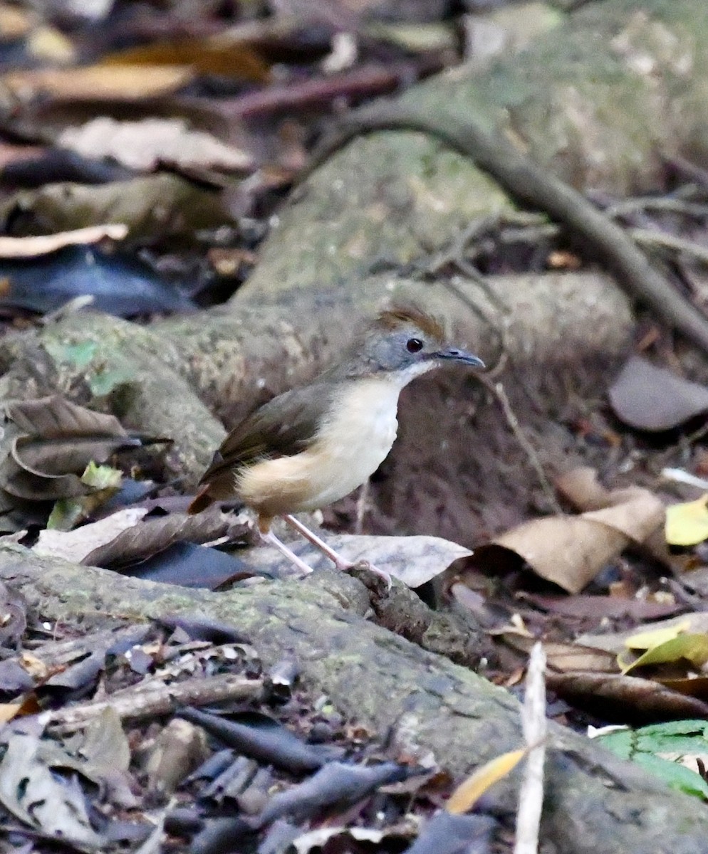 Short-tailed Babbler - ML640072959