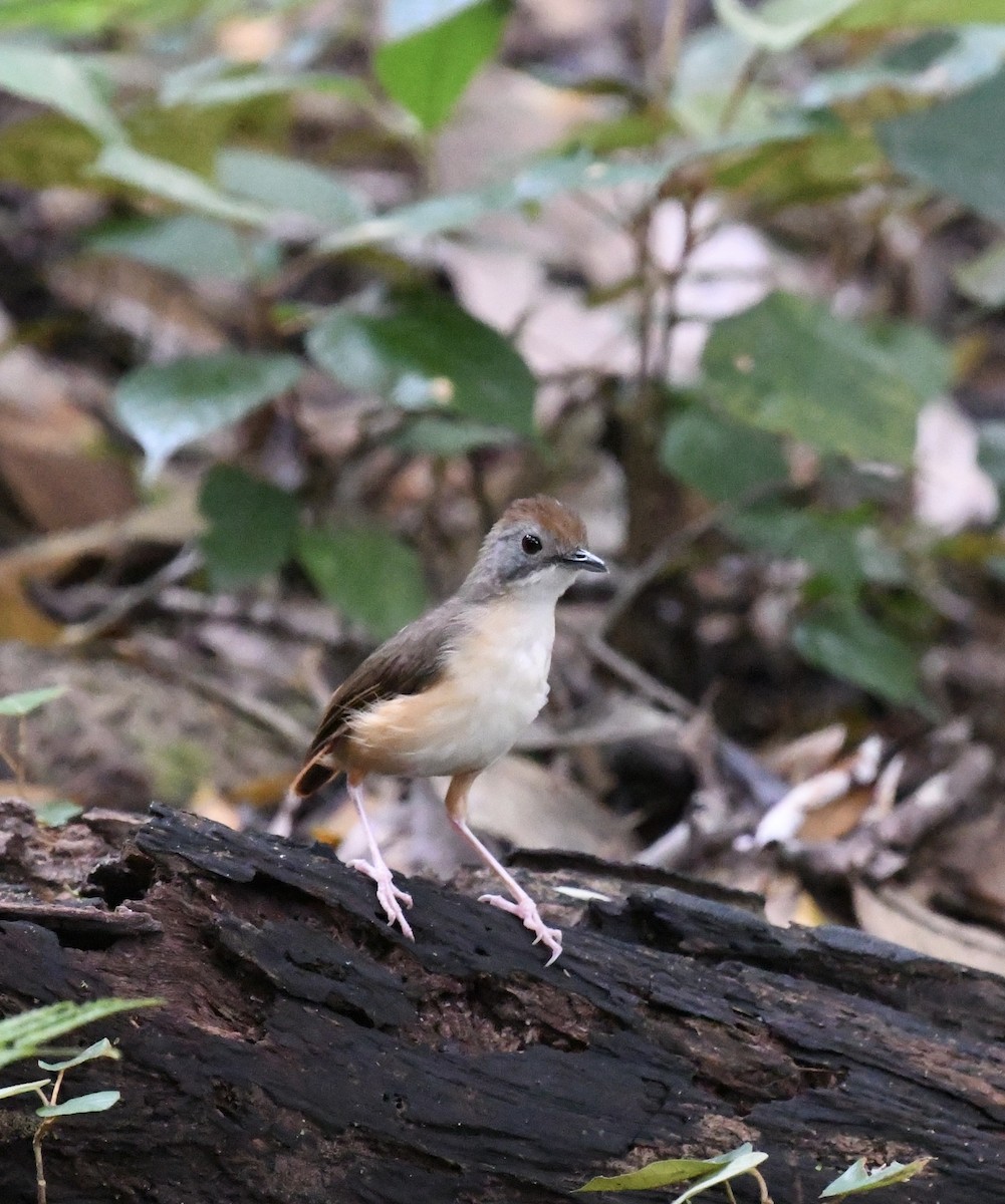 Short-tailed Babbler - ML640072960