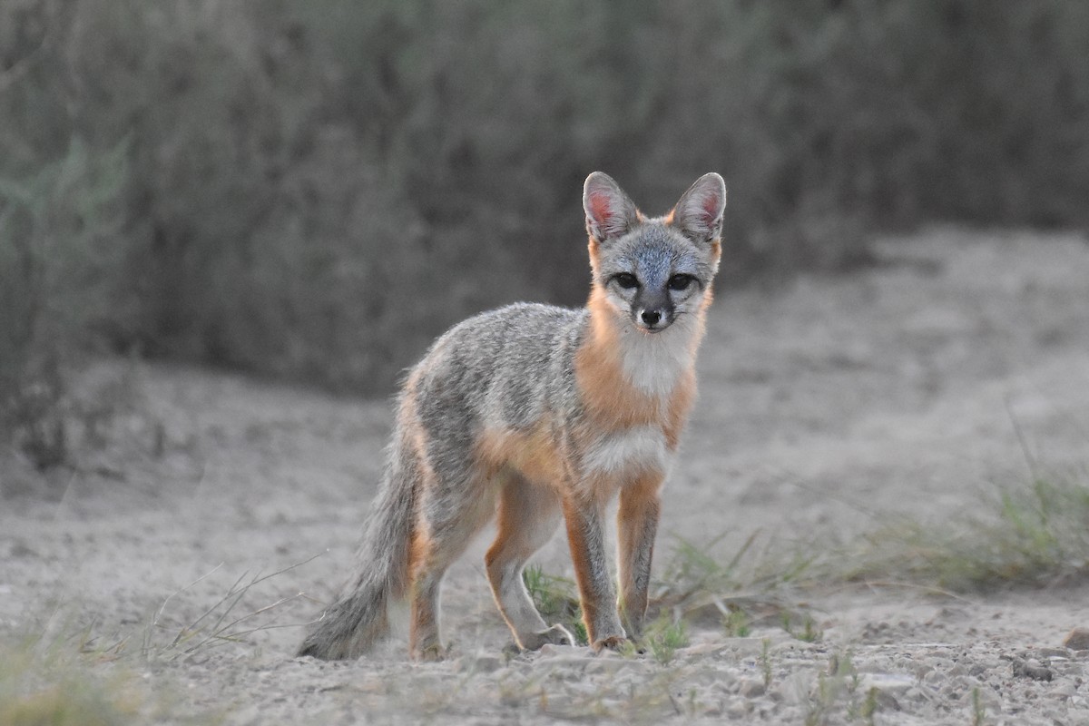 Gray Fox - ML640073010
