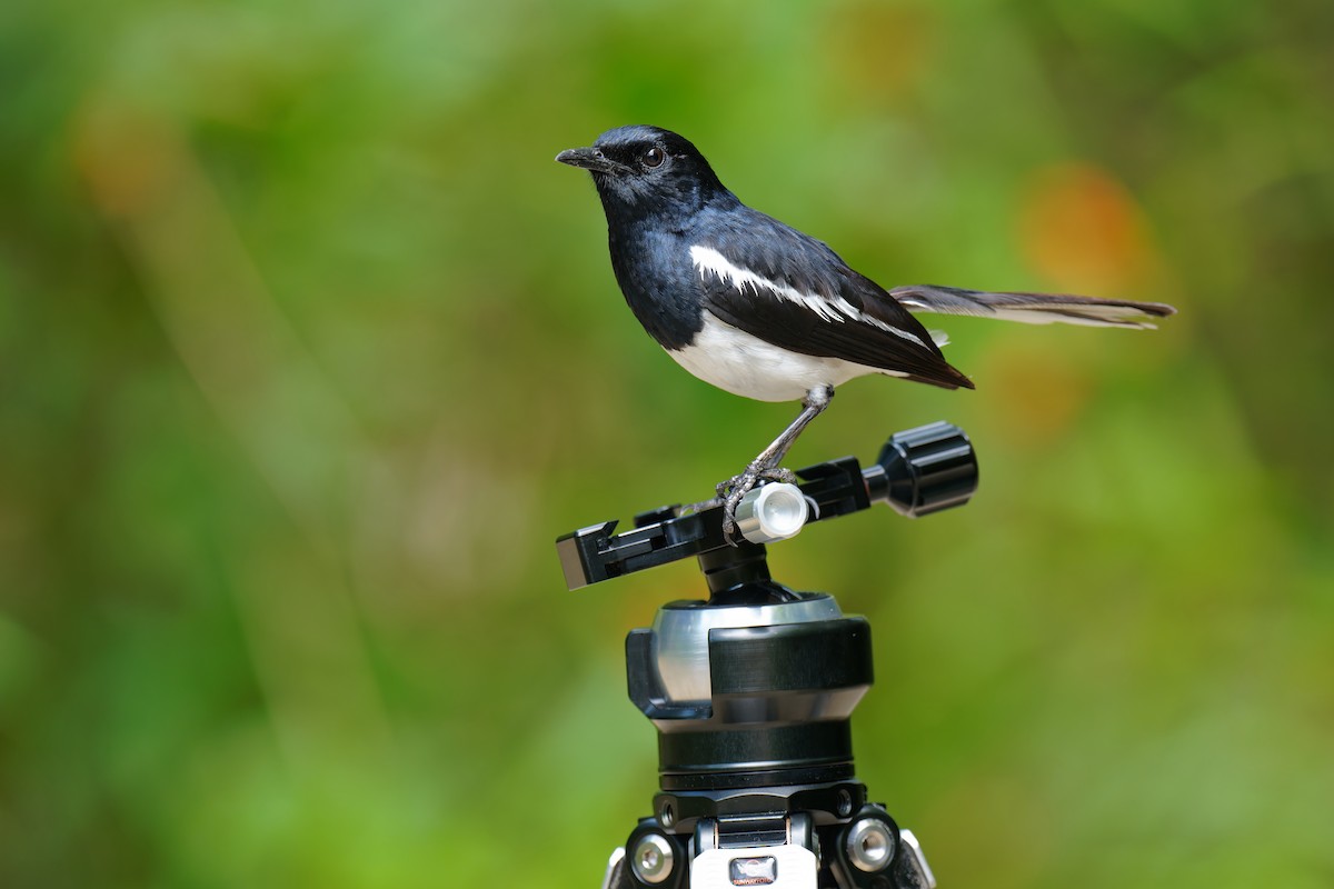 Oriental Magpie-Robin (Oriental) - ML640073014