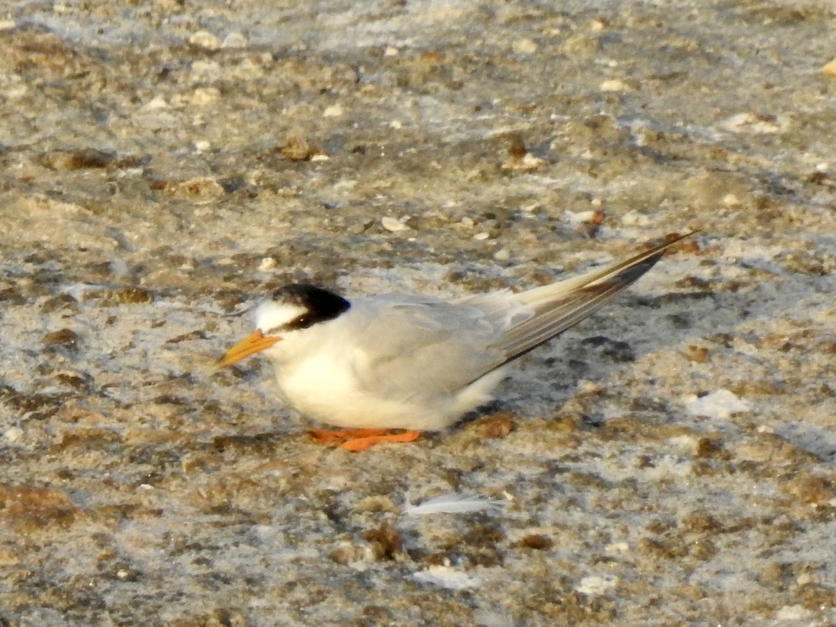 Little Tern - ML640073053