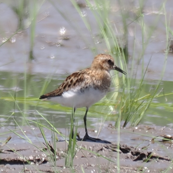 Little Stint - ML640073084