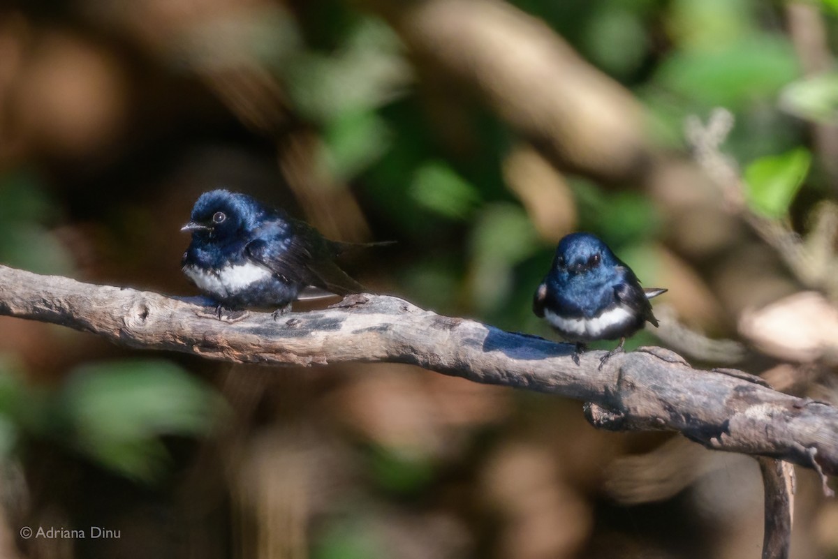 Golondrina Fajiblanca - ML640073087