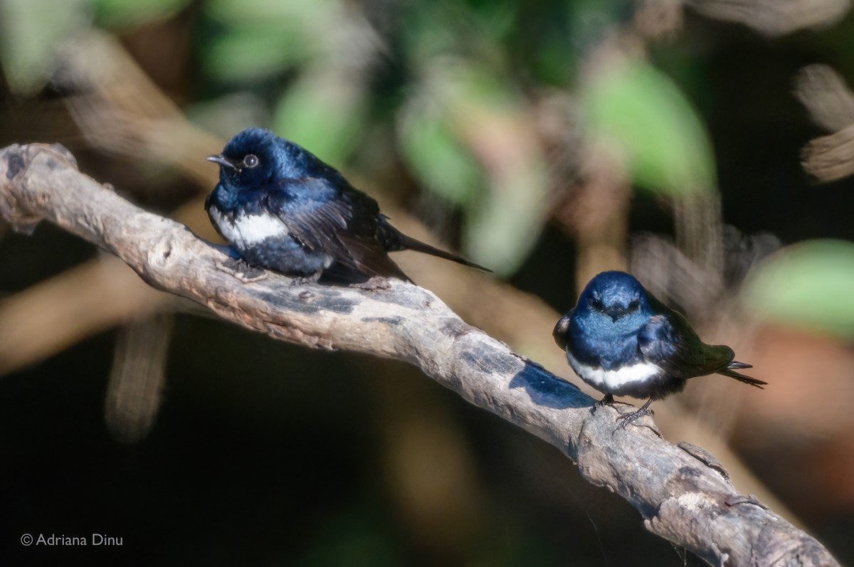 Golondrina Fajiblanca - ML640073088