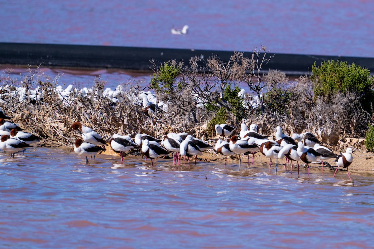 Avocette d'Australie - ML640073097