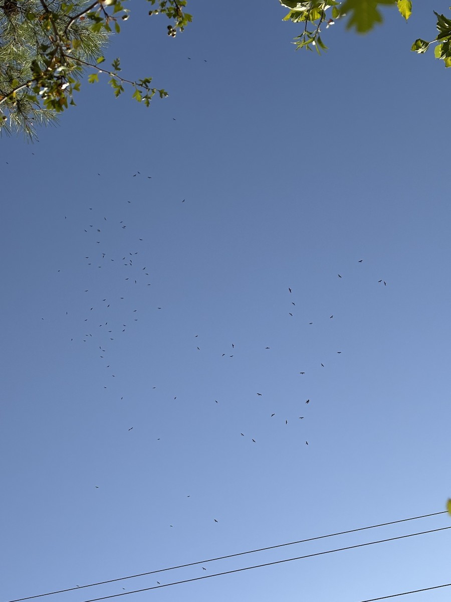 Black Kite - ML640073132