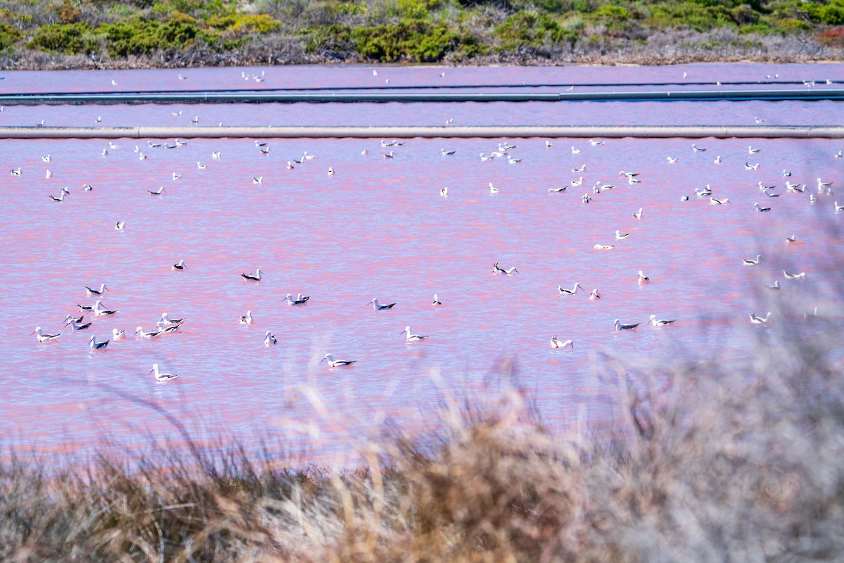 Banded Stilt - ML640073134