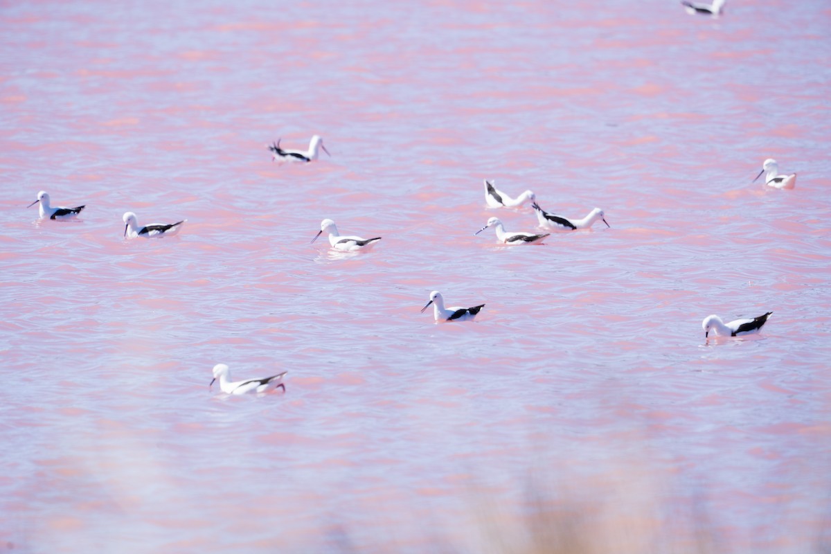 Banded Stilt - ML640073160
