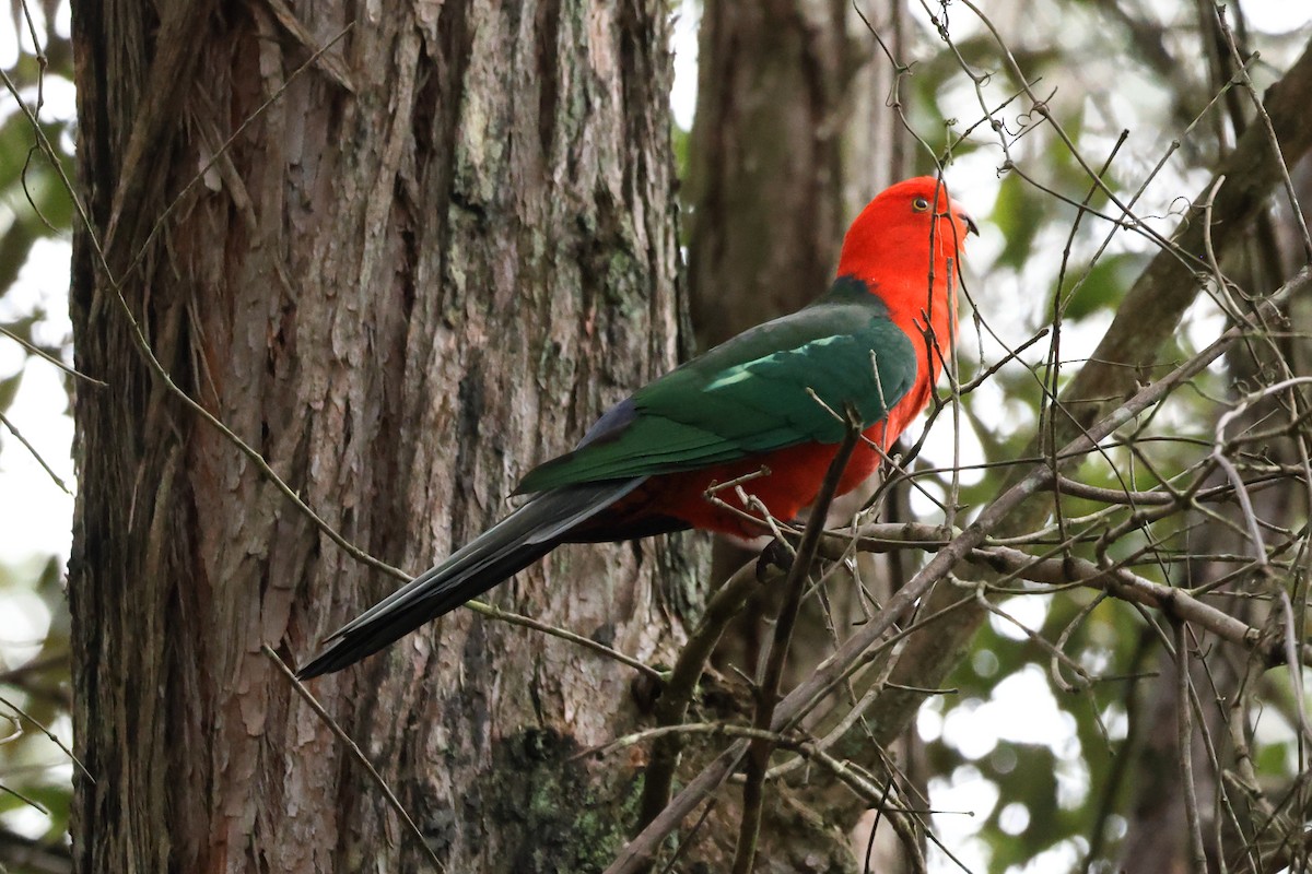 Papagayo Australiano - ML640073183