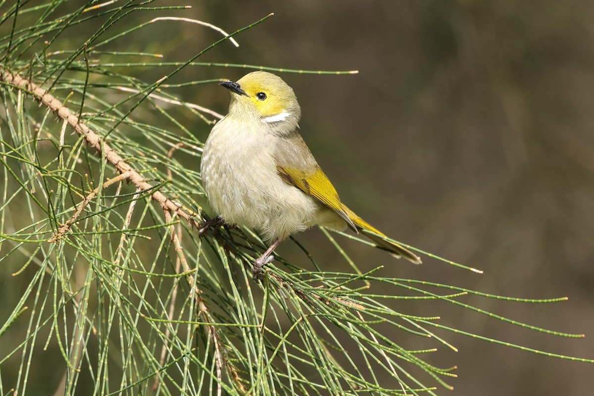 White-plumed Honeyeater - ML640073220