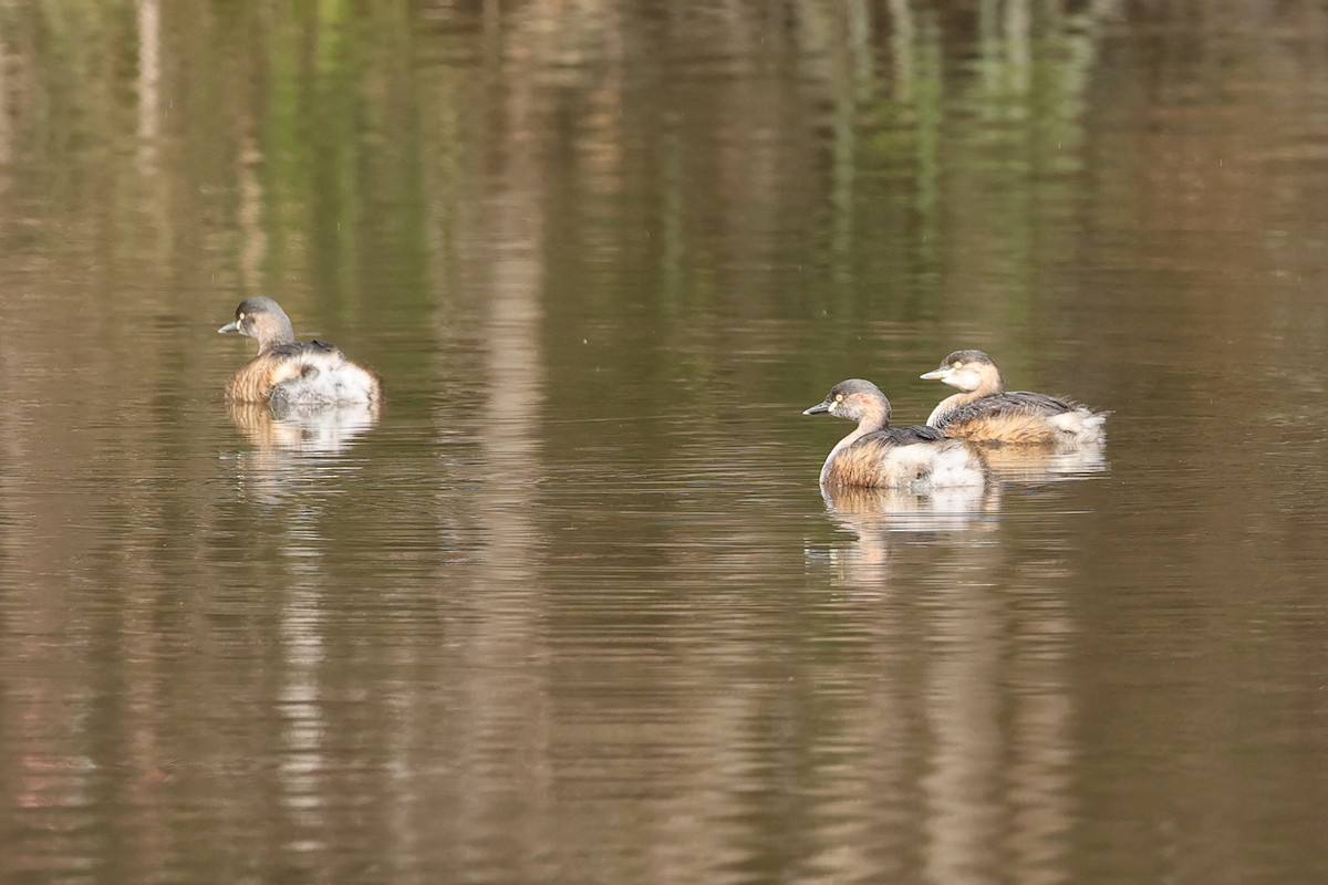 Australasian Grebe - ML640073225