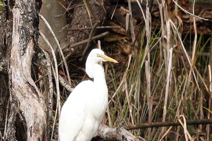 Plumed Egret - ML640073228