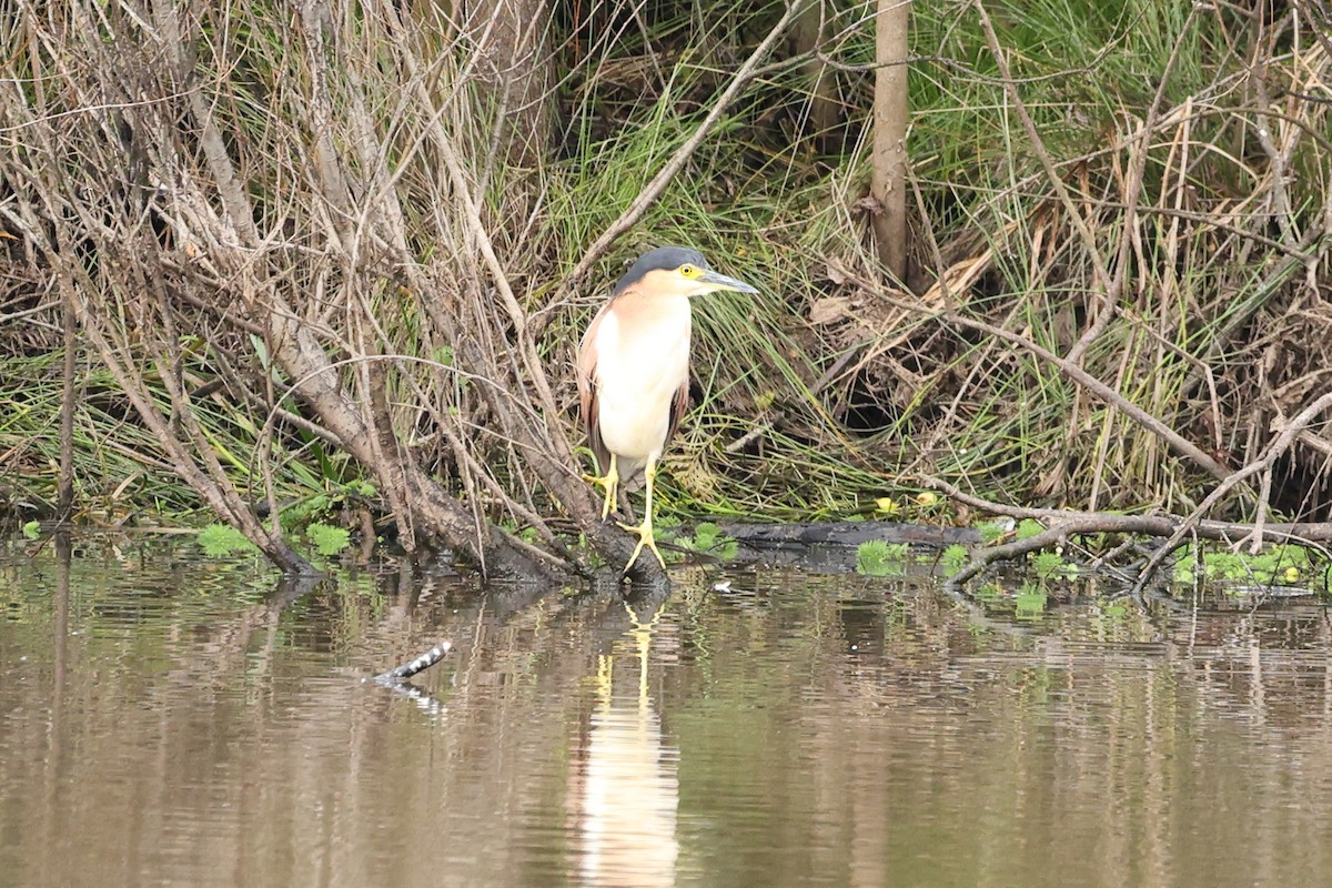 Nankeen Night Heron - ML640073237