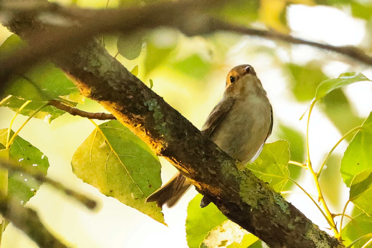 European Pied Flycatcher - ML640073248