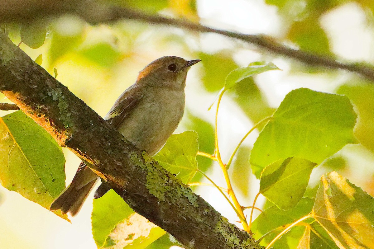 European Pied Flycatcher - ML640073287
