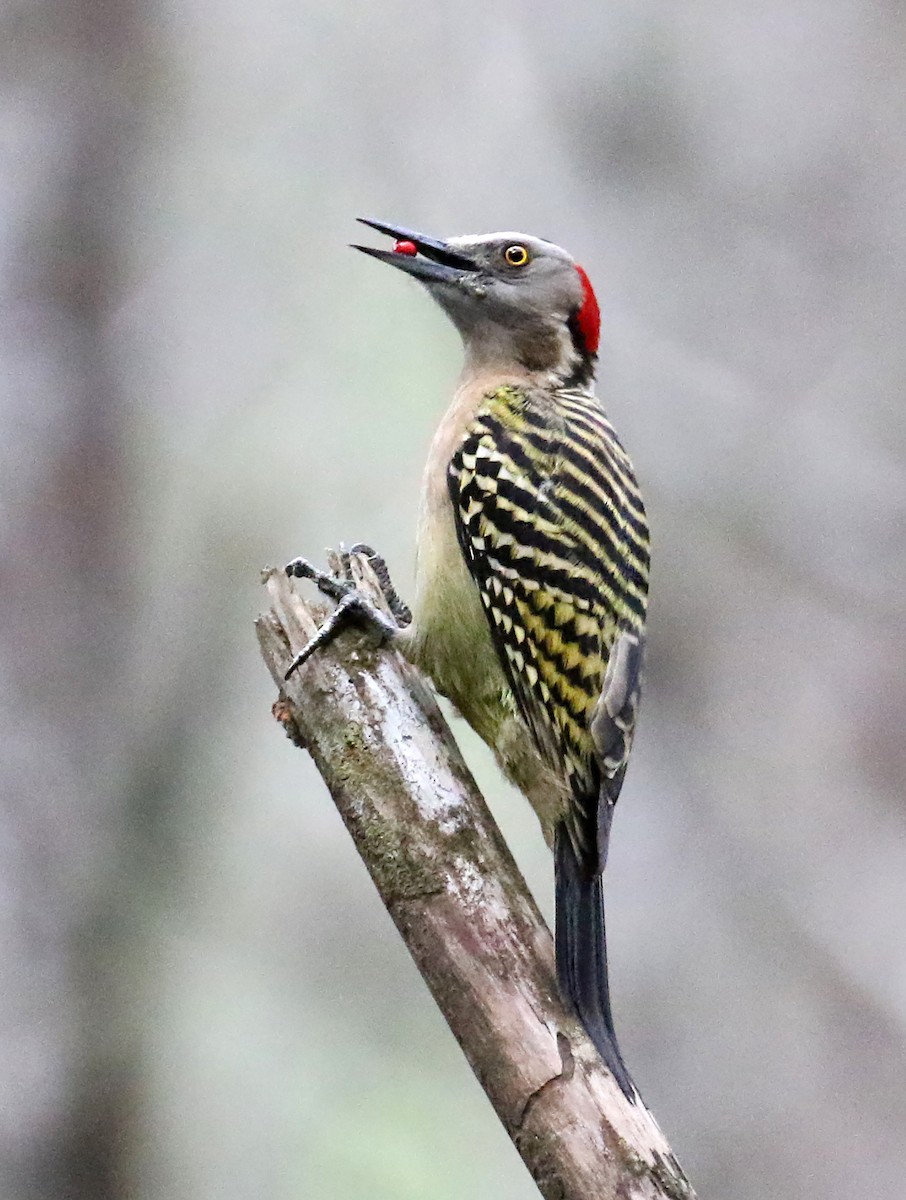 Hispaniolan Woodpecker - ML640073346