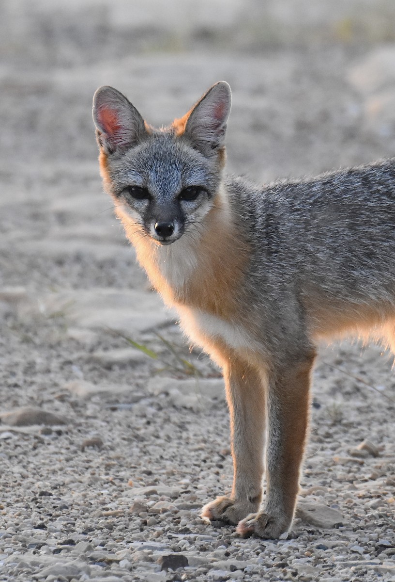 Gray Fox - ML640073354