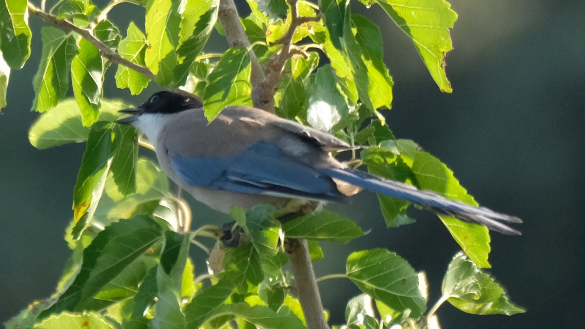Iberian Magpie - ML640073555