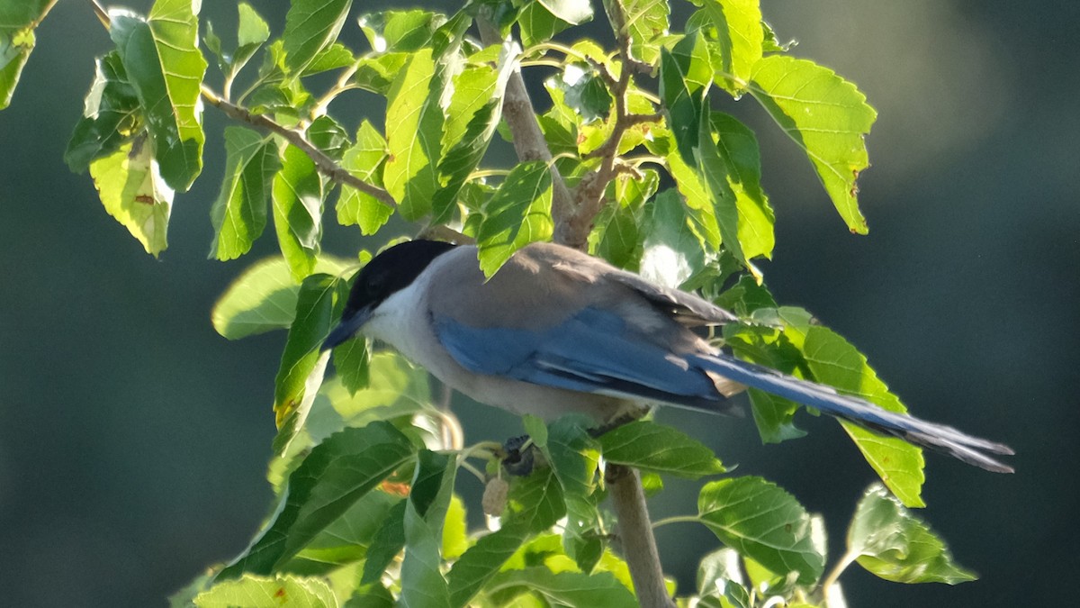 Iberian Magpie - ML640073556