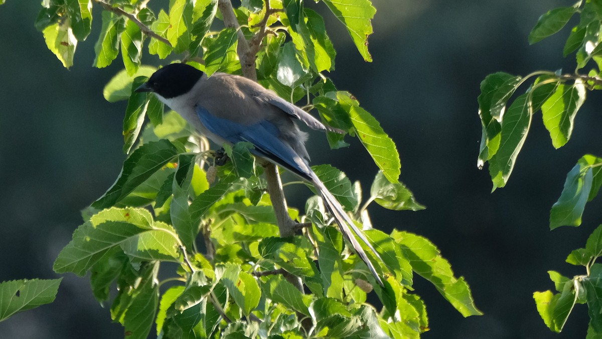 Iberian Magpie - ML640073557