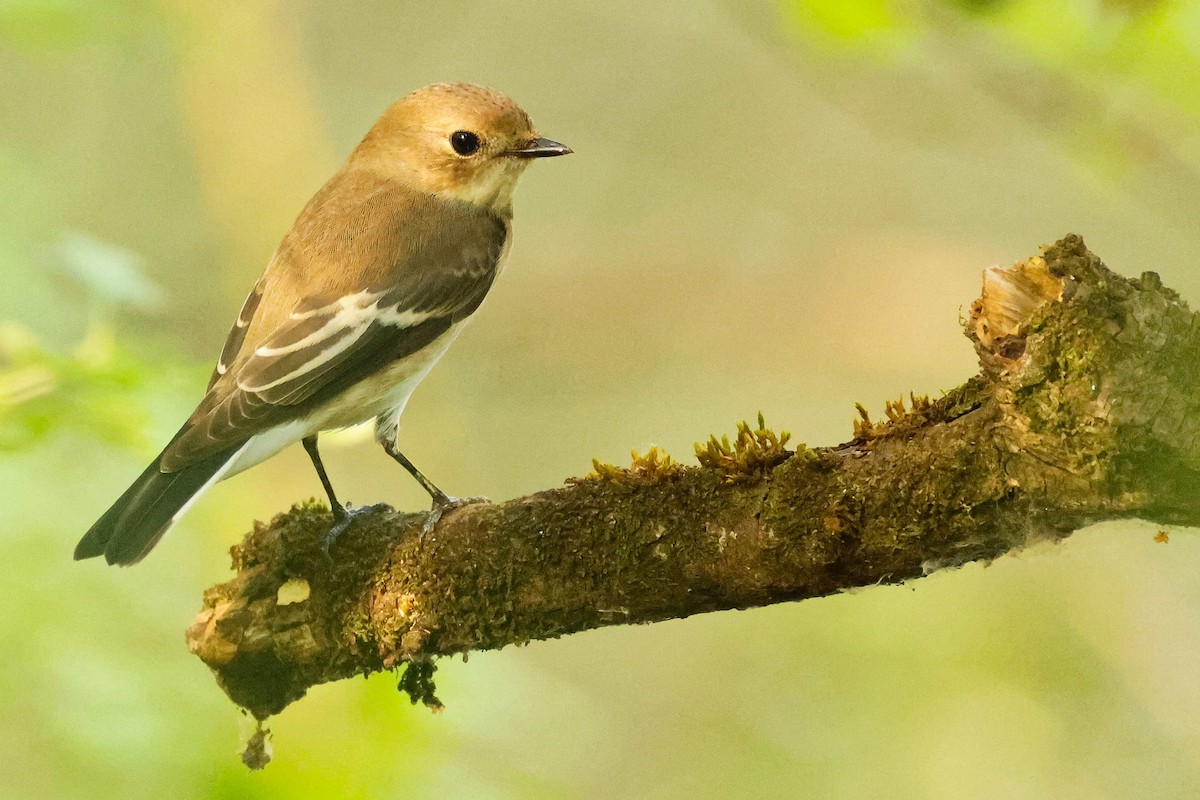 European Pied Flycatcher - ML640073594