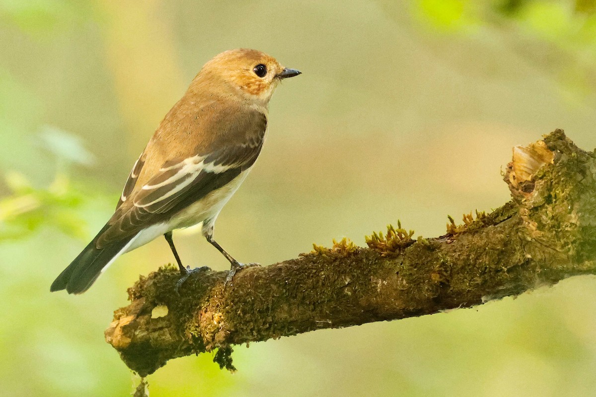 European Pied Flycatcher - ML640073597
