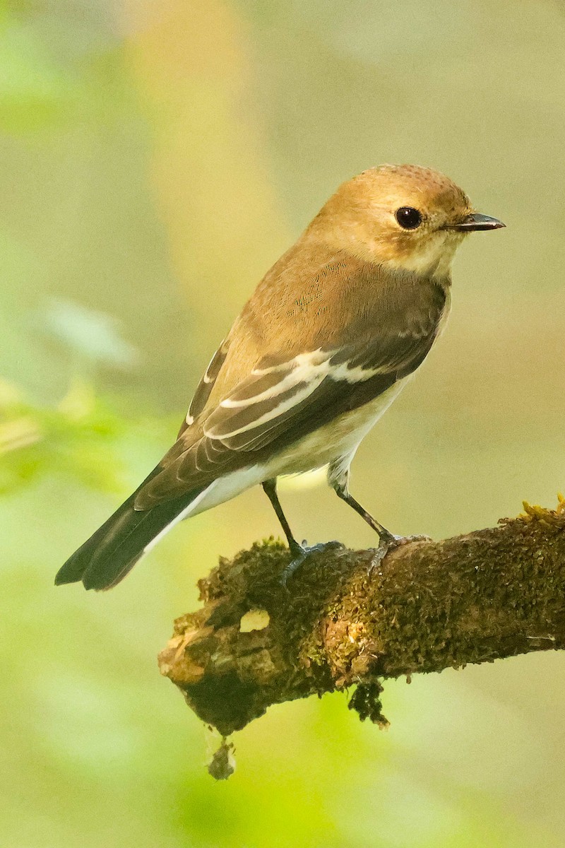 European Pied Flycatcher - ML640073599
