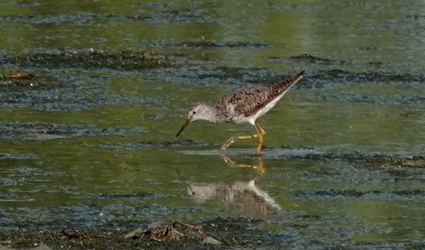 Lesser Yellowlegs - ML640073619