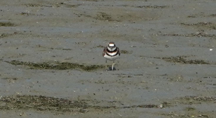 Killdeer - ML640073625