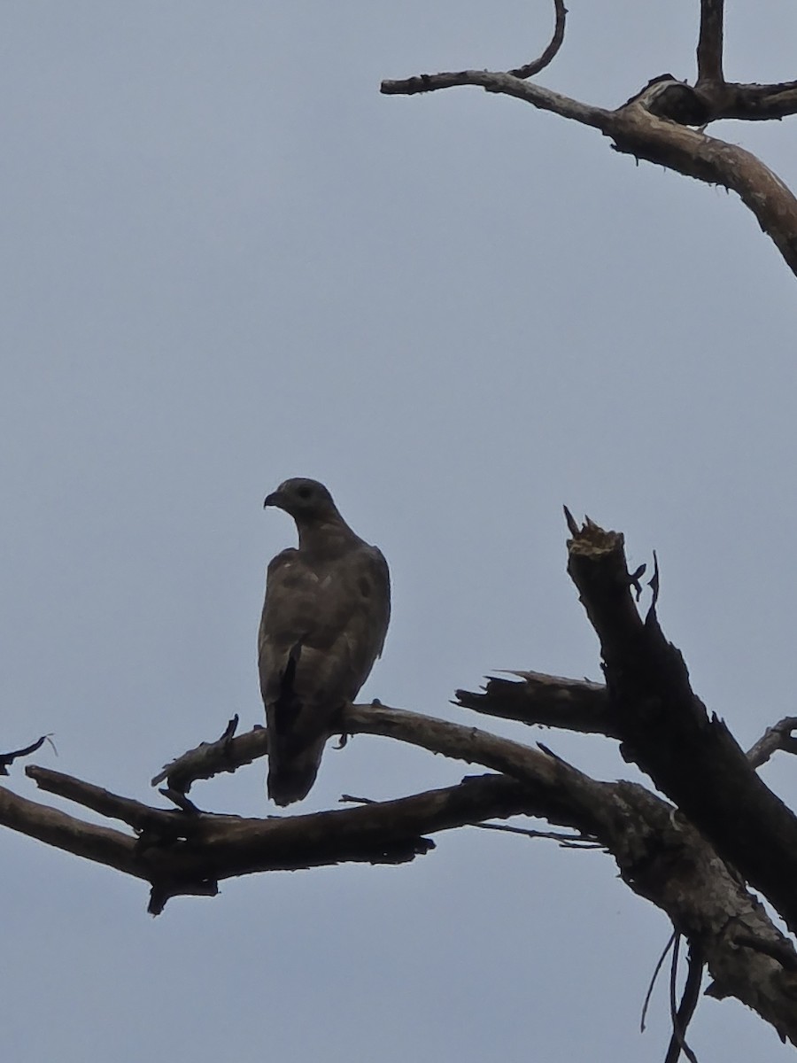 Falco pecchiaiolo orientale - ML640073637