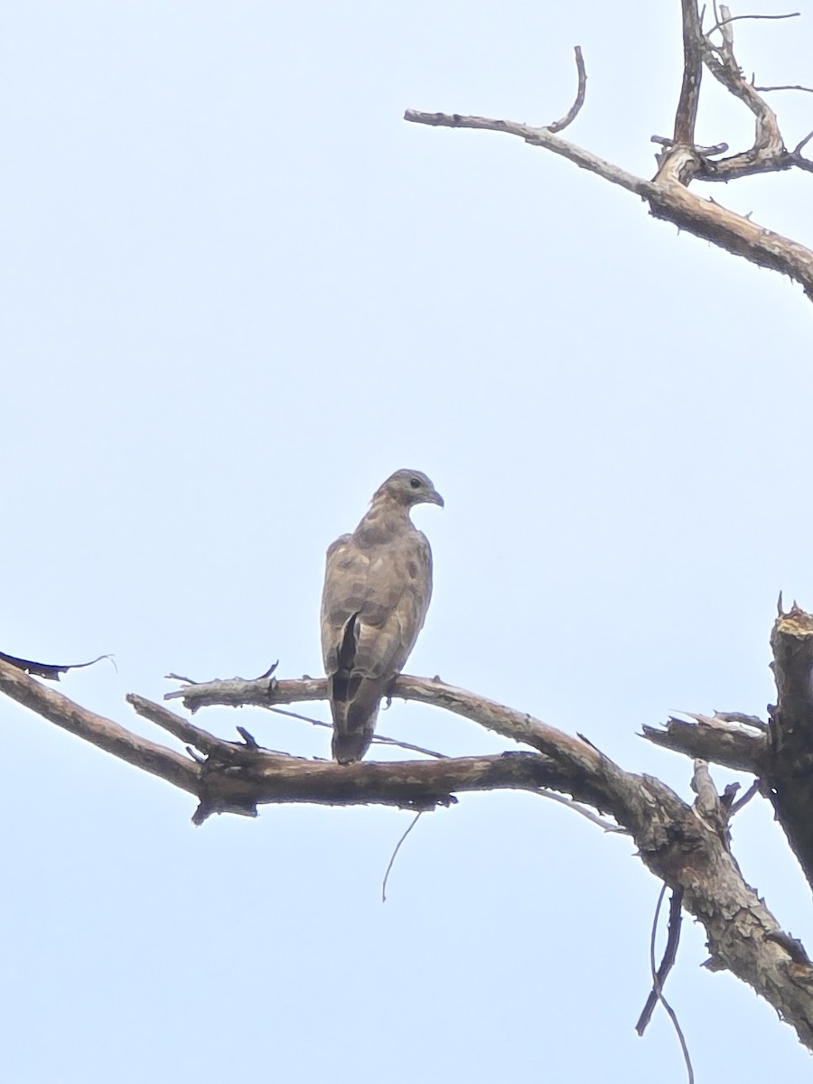 Falco pecchiaiolo orientale - ML640073638