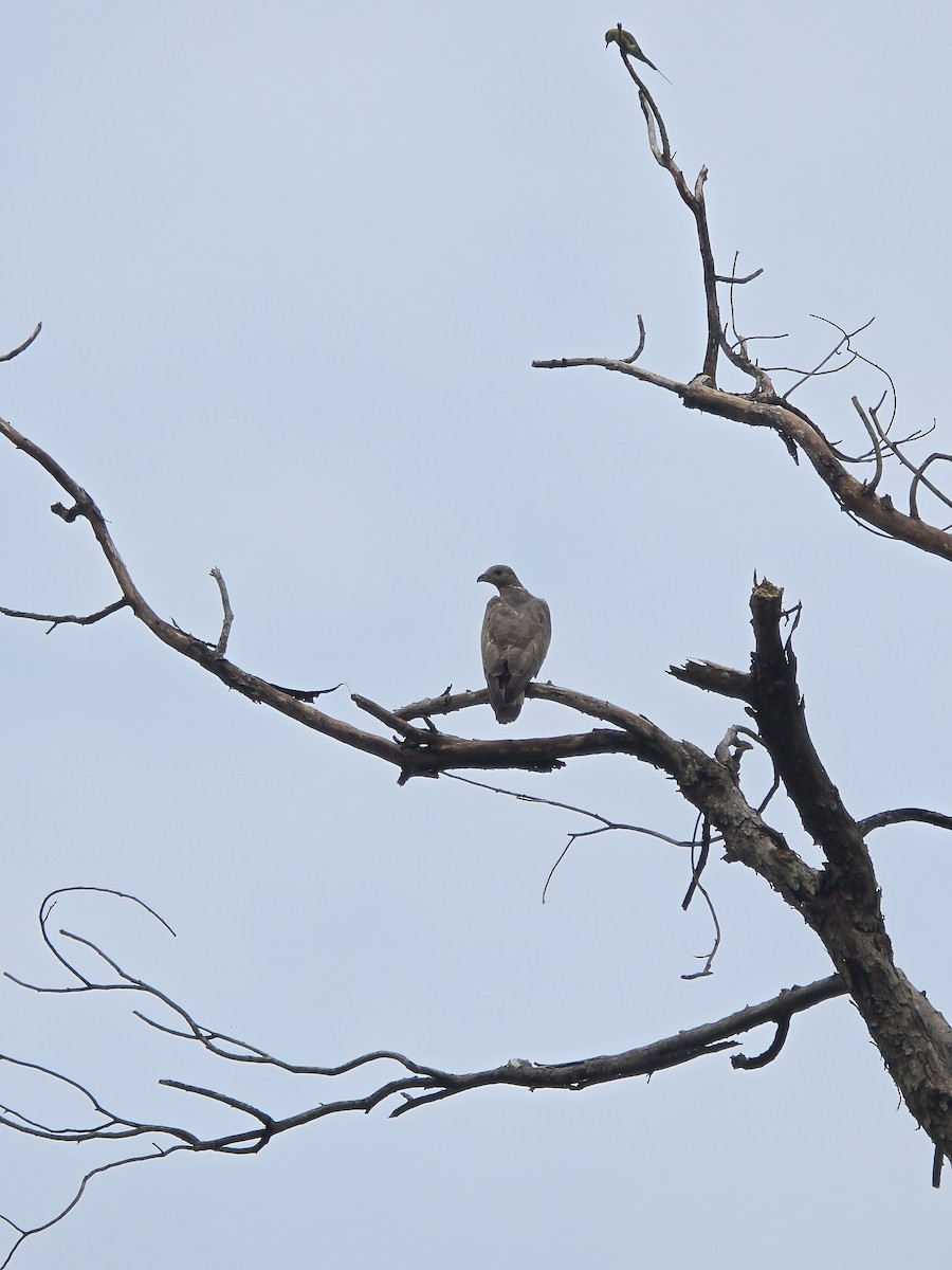 Falco pecchiaiolo orientale - ML640073639