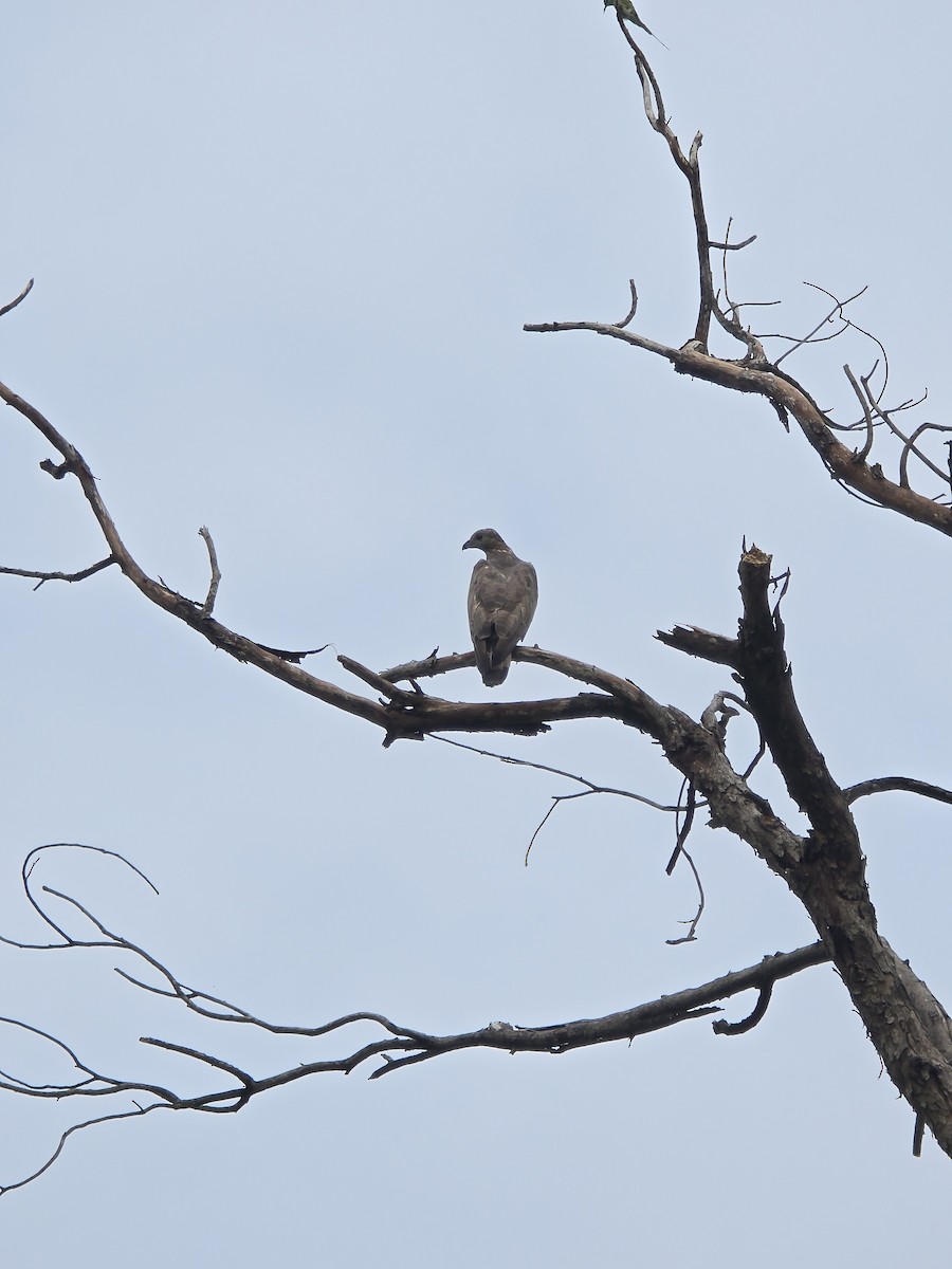 Falco pecchiaiolo orientale - ML640073640