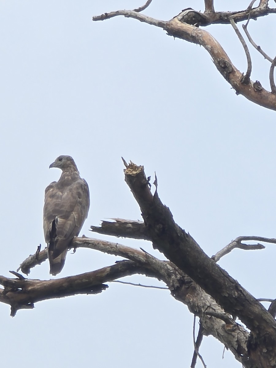 Falco pecchiaiolo orientale - ML640073641