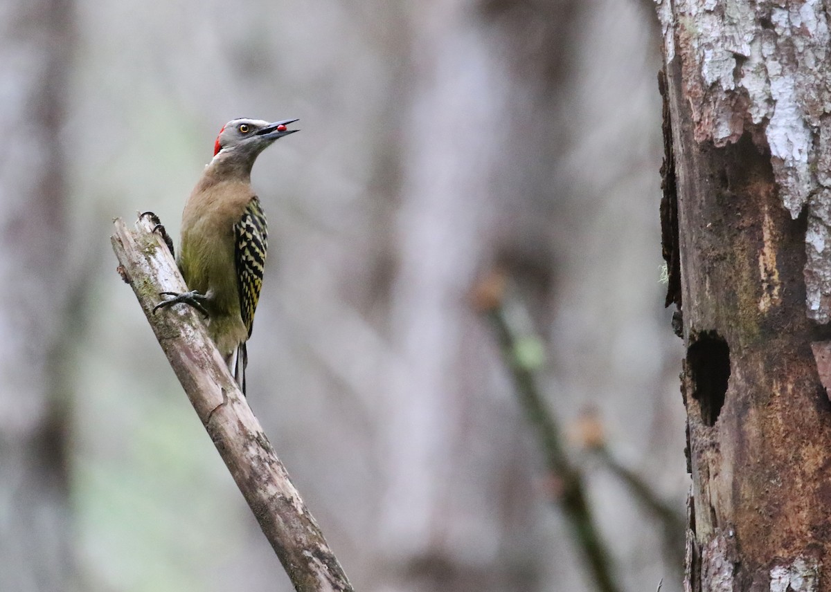 Hispaniolan Woodpecker - ML640073645
